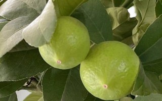 Bí quyết trồng chanh là phải lười; càng bỏ bê, quả càng sai chi chít