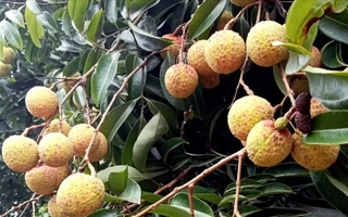 Mùa vải