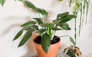 6 cây cảnh dưỡng người, "nuốt" bụi mịn cực tốt, trồng một chậu chẳng khác gì nhà có máy lọc không khí