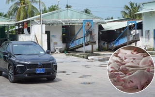 Cận cảnh bên trong cơ sở giết mổ heo gia công cho Công ty C.P Việt Nam tại Hậu Giang