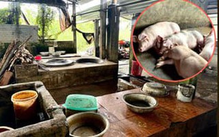 Bên trong nơi giết mổ heo gia công cho C.P. Việt Nam tại Sóc Trăng