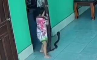Giẫm trúng đuôi con rắn khi vừa mở cửa phòng, bé gái hoảng sợ la hét
