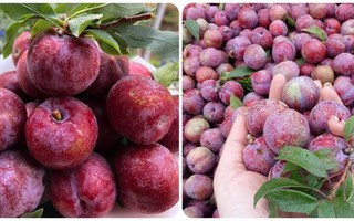 Những người nên hạn chế ăn mận
