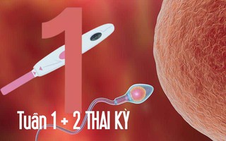 2 tuần đầu thai kỳ: Hành trình mang thai bắt đầu khi mẹ "cấn bầu"