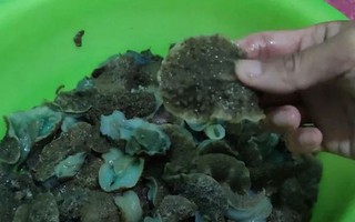 Thứ trông kỳ dị không ngờ là đặc sản "ăn giòn sần sật" dân phố thích mê, 70.000 đồng/kg