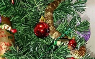 Kinh hãi thấy rắn hổ cực độc bò trườn trên cây Giáng sinh
