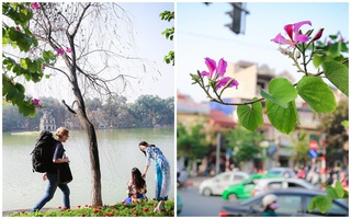 Ngắm hoa ban nở rợp quanh hồ, phố cổ Hà Nội những ngày chuyển giao năm cũ và năm mới