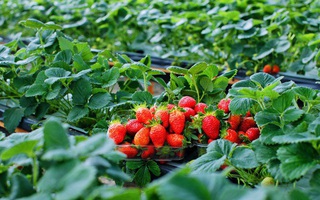 4 vườn dâu tây đẹp “long lanh” không thể không ghé khi đến Đà Lạt