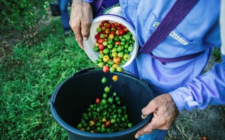 Có gì ở Fazenda - nông trại Acerola Cherry hữu cơ lớn nhất thế giới?
