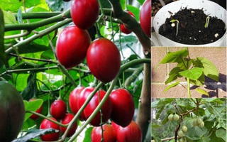 Hướng dẫn cách trồng cà chua thân gỗ Tamarillo đang vô cùng "hot" hiện nay