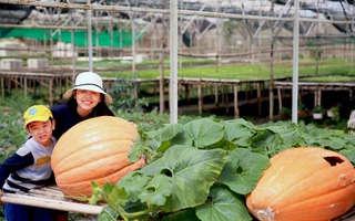 Có một Đà Lạt quen mà lạ, lại rất an yên ở làng nông nghiệp Hồ Xuân Hương