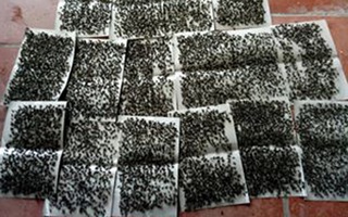 Hà Nội: Hàng trăm người dân khốn đốn chống nạn "giặc ruồi" cạnh bãi rác lớn nhất miền Bắc