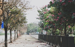 Sau những ngày mưa phùn ảm đạm, Hà Nội bỗng rực nắng dịu dàng xinh yêu đến lạ
