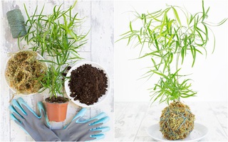 Học cách trồng cây tô điểm nhà theo cách Kokedama của người Nhật