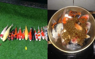 Ông bố Đà Nẵng khiến dân mạng tranh cãi vì "tận dụng" đàn cá Koi mấy trăm triệu đem đi kho tương