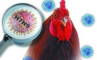 Chủng virus cúm gia cầm H7N9 đang có sự biến đổi nguy hiểm hơn, người hay ăn thịt gà cần lưu ý những gì?