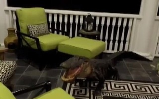 Ngủ dậy cả gia đình phát hoảng thấy cá sấu bò lên tận tầng 2 cắn phá