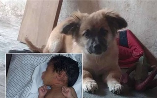 Chú chó cứu mạng bé sơ sinh 28 ngày tuổi bị bỏ rơi trong túi nilon