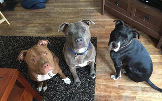 Chỉ 5 phút ở một mình cùng 3 con chó pit bull, bé gái 3 tuần tuổi bị cắn đến chết