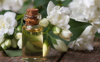Có một chậu hoa nhài để trong nhà: Muôn phần lợi ích