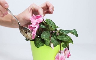 Mẹo cực hay giúp hoa, cây cảnh sắp chết héo cỡ nào cũng tươi tốt chỉ sau vài ngày