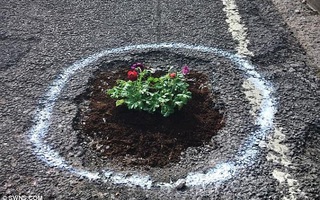 Sự thật bất ngờ phía sau hình ảnh hàng chục khóm hoa mọc lên giữa đường bê tông