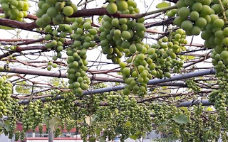 Giàn nho hàng trăm chùm trên sân thượng của ông bố 8x ở Lai Châu