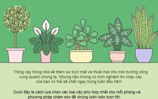Cách chọn cây cảnh tốt nhất cho mỗi phòng trong ngôi nhà của bạn