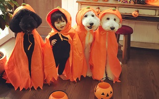 Loạt ảnh hóa trang Halloween hoành tráng nhất mạng xã hội của bé gái Nhật và những người bạn thú cưng