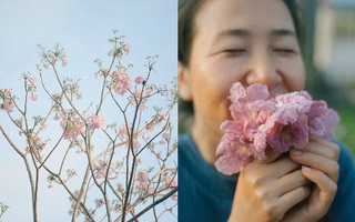 Một ngày nắng chói chang, ngắm hoa kèn hồng để thấy lòng lịm mát giữa Sài Gòn