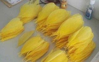 Suốt 6 tháng cặm cụi đi nhặt lá cây, cô gái khiến mọi người sốc nặng khi biết sự thật