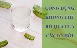 Đây là 7 công dụng của lô hội được các nhà nghiên cứu thừa nhận, từ bảo vệ da, tóc đến ngừa bệnh tiểu đường