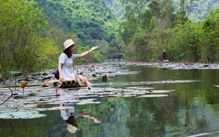 Không cần đi đâu xa, ngay ở Hà Nội cũng có một chốn ngập hoa súng, cảnh đẹp như phim cổ trang
