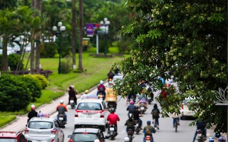 Hà Nội có một mùa hoa giá 0 đồng mà cả phố vương vấn mùi hương