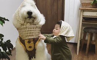 Ngắm nhìn tình bạn đáng yêu của bé gái và chú chó poodle