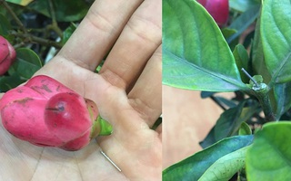 Mua hoa hải đường chưng Tết ở Hà Nội, ngã ngửa khi biết nụ hoa được gắn bằng... kẽm