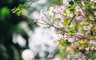 Lại một mùa hoa ban tím chở một góc Tây Bắc về giữa lòng Hà Nội