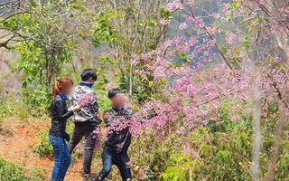 Những cành đào mang hơi thở của Đà Lạt, sao các "phượt thủ" nỡ bẻ xuống để chụp ảnh check-in?