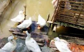 Một phụ nữ bị siết cổ tử vong, vứt xác ở chuồng vịt