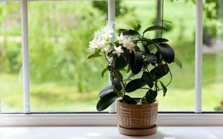 10 loại cây cảnh thanh lọc không khí trong phòng ngủ, giúp bạn ngủ ngon hơn mà lại rất dễ chăm sóc