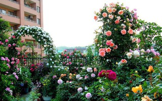 3 vườn hồng đẹp như mơ khiến độc giả tâm đắc tặng ngàn like trong năm 2017