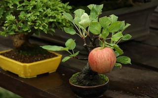 10 chậu bonsai cây ăn trái mini siêu đẹp dùng trang trí nhà dịp Tết