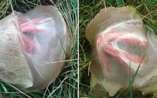Thấy vật thể lạ xuất hiện trong vườn nhà, cô gái không ngờ mình gặp được thứ hiếm thấy