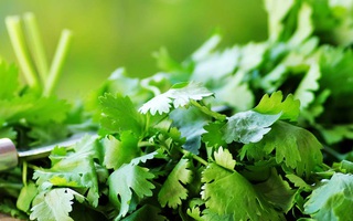 Chuyên gia Đông y lý giải công dụng chữa bách bệnh của loại rau gia vị rẻ tiền, người Việt rất hay ăn