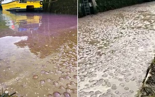 Thấy nước biển đột ngột chuyển màu tím tuyệt đẹp, người dân đến gần và phát hiện sự thật đáng sợ