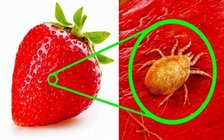 Soi thật kỹ dưới kính hiển vi, bạn sẽ không thể ngờ đây là những đồ ăn mình vẫn đưa vào miệng hàng ngày