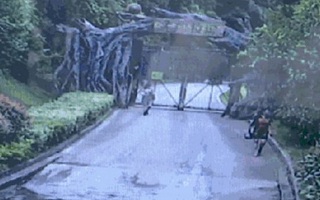 Trèo tường trốn vé vào sở thú, du khách suýt bị hổ tấn công