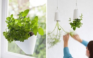 10 cách tạo ra vườn cây gia vị xinh xắn trong nhà phố bất chấp không gian chật hẹp