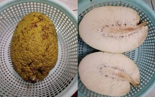Cười ra nước mắt với sự thật đằng sau "vụ án" mua nhầm mít "dởm" chẳng có múi nào của chị gái nội trợ