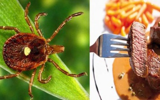 Giới chuyên gia cảnh báo bọ ngôi sao cô đơn có thể nguy hiểm tính mạng con người chỉ với một vết cắn
